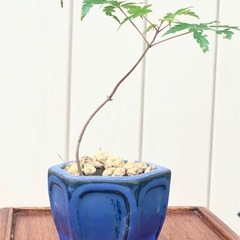 盆栽　鉢植え　小品盆栽　もみじ　紅葉　