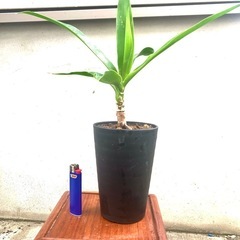 鉢植え　観葉植物　ドラセナ　小品の画像