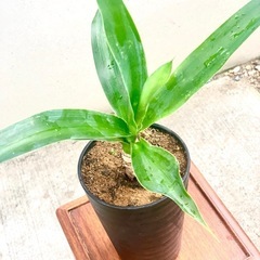 鉢植え　観葉植物　ドラセナ　小品の画像