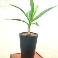 鉢植え　観葉植物　ドラセナ　小品