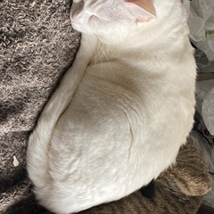 引っ越しのため