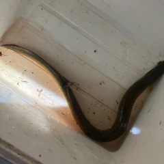 ドバミミズ　釣り餌　うなぎ釣り　鰻　鯉の画像