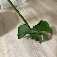 モンステラの画像