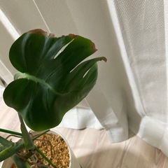 モンステラの画像