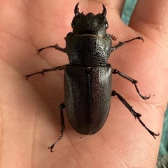 エラフスホソアカクワガタ　メス単品