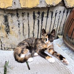 べっこう模様　三毛猫　生後3ヶ月半 - 旭市