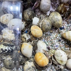 【KING CLUB】珍しい！オカヤドカリ 10匹の画像