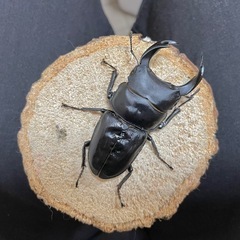 後食済㉗国産オオクワガタ♂単70mm（羽凹み、ツノ曲がり）の画像
