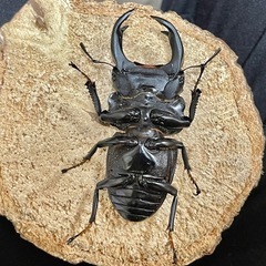 後食済㉗国産オオクワガタ♂単70mm（羽凹み、ツノ曲がり）の画像