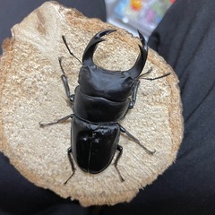 後食済㉗国産オオクワガタ♂単70mm（羽凹み、ツノ曲がり）の画像