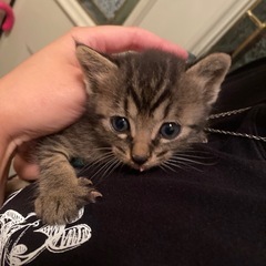 子猫（仮名・トラ吉）