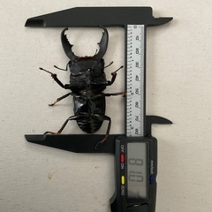 スマトラヒラタ （アチェ産_大型血統） と スラウェシヒラタ （...