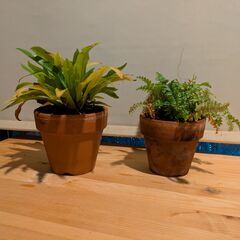 シダ２種類　観葉植物