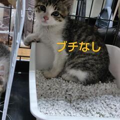 珍しい？キジ白2匹兄弟 生後3ヶ月くらい - 名古屋市