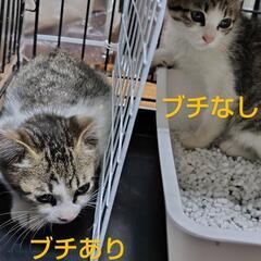 珍しい？キジ白2匹兄弟 生後3ヶ月くらい