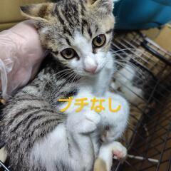 珍しい？キジ白2匹兄弟 生後3ヶ月くらい - 猫