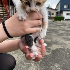 生後一ヶ月のニャンズ🐈