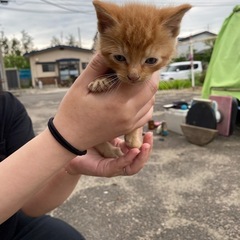 生後二ヶ月のニャンズ🐈