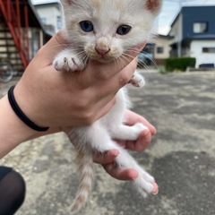 生後二ヶ月のニャンズ🐈