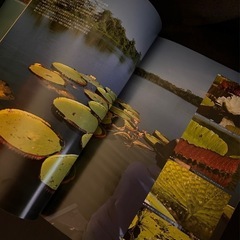 Aquarium Plants （アクアリウム プランツ別冊アクアマガジンの画像