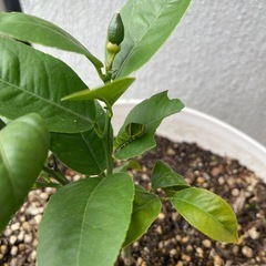 アゲハの幼虫にレモンの葉を下さい