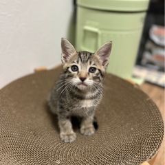 困った顔の可愛い子猫❤️