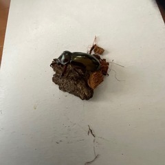 アトラスカブト♂（※未後食）
