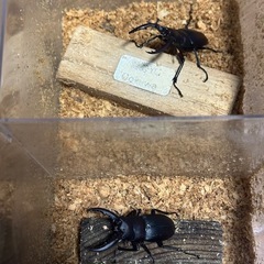 ノコギリクワガタ、ワイルド個体、大阪府貝塚市、２匹オス
