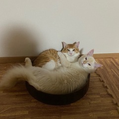 オス猫 2匹 去勢済み