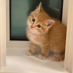 迷い猫里親さん募集中