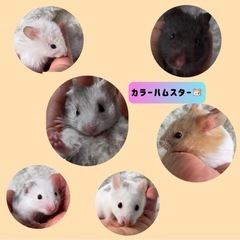 🐹カラーハムスター🐹5月生まれ