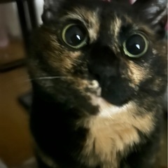 迷い猫探してます。