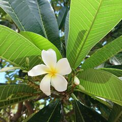 【ハワイアンフラ】見学も参加もお気軽に♪（Hula Lei O PUALANI）の画像