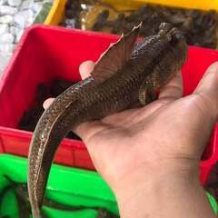 世界最大　手乗り魚　シュロッセリ - 町田市
