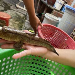 世界最大　手乗り魚　シュロッセリ - ペット