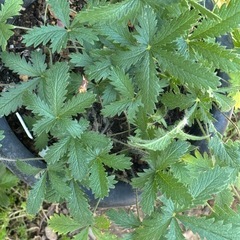 宿根草の画像