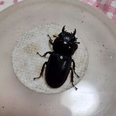 本土ヒラタクワガタ(メス／静岡県産)訳あり②