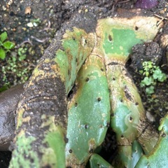 サボテン🌵の画像