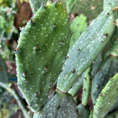 サボテン🌵の画像
