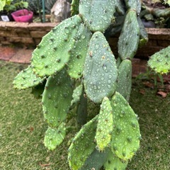 サボテン🌵