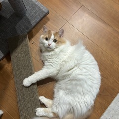 里親募集　マンチカン　オス