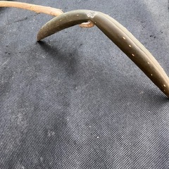 プルメリアの実🌱付き枝挿木できますの画像