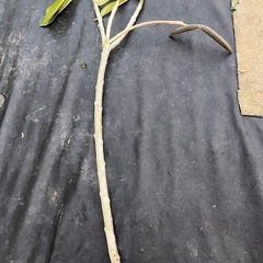 プルメリアの実🌱付き枝挿木できますの画像
