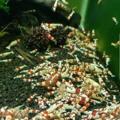 レッドビーシュリンプ 100匹 7000円 格安 最安値 NO9000の画像