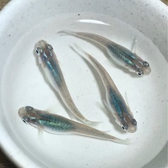 めだか 深海 稚魚 15匹 