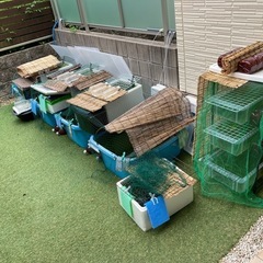 ★針子10 🐟★　サファ王メダカ・10匹の画像