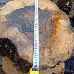 黒柿　6月伐採品　重さ40kg位　その1の画像