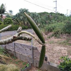 プルメリアの種