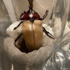 国産カブトムシ オス、メスお安く譲ります‼️