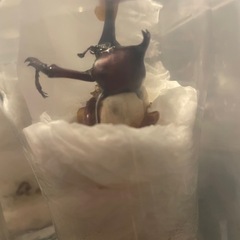 国産カブトムシ オス、メス譲ります‼️の画像